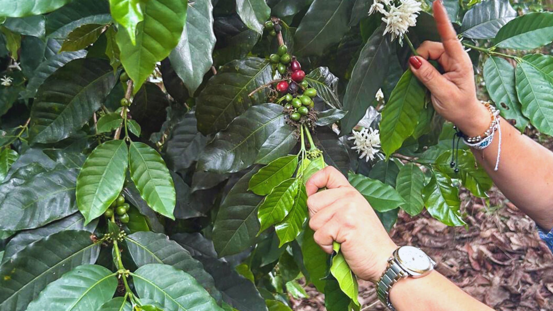 Coffee plant with white blossoms and ripe red cherries in Colombia