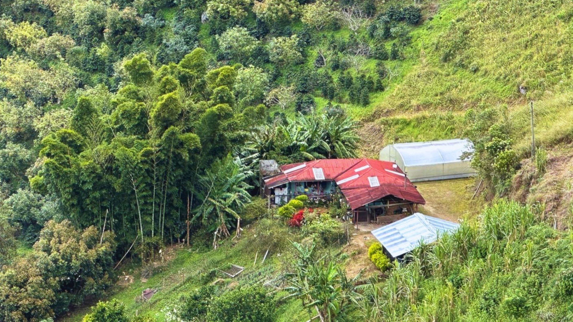 Sustainable coffee farm nestled in the Colombian mountains