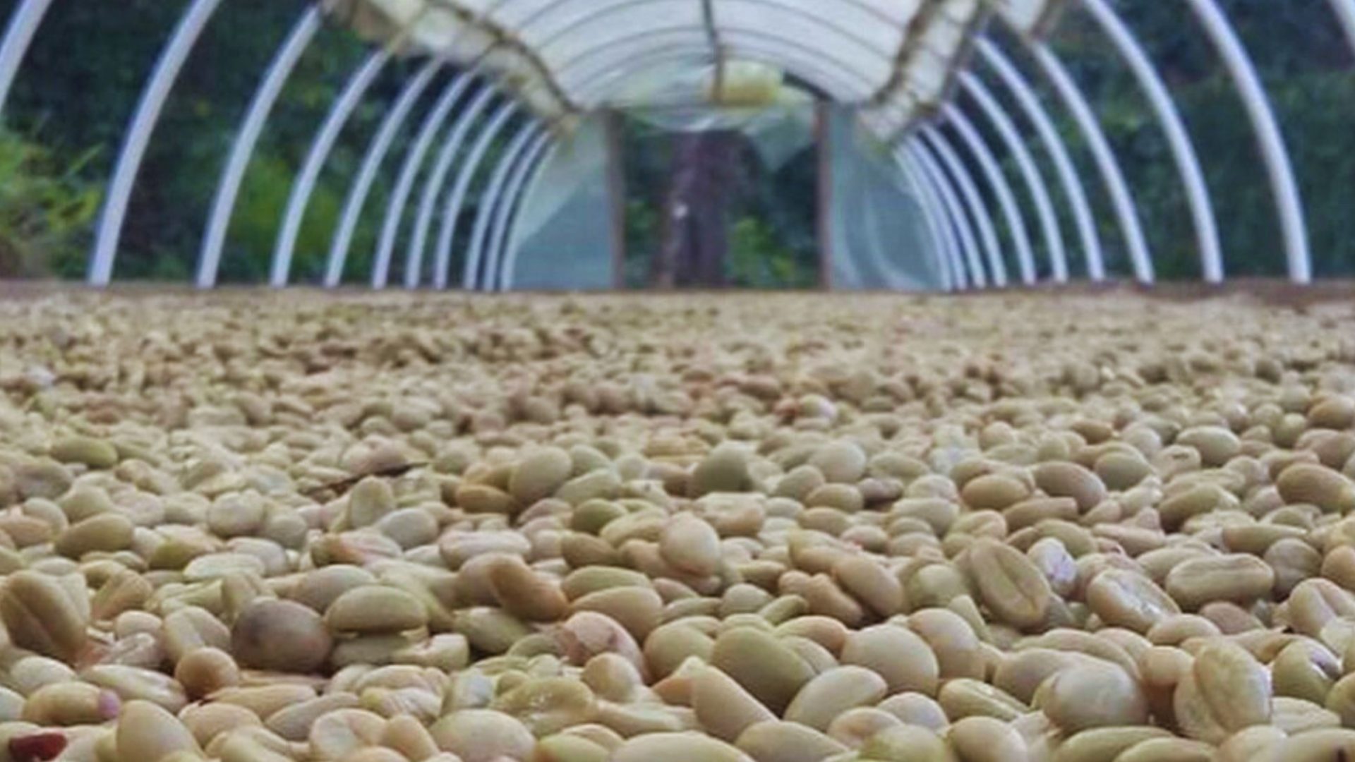 Processing specialty coffee beans by hand in Colombia